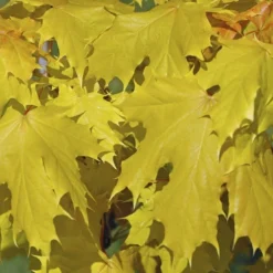 Noorse Esdoorn (Acer Platanoides 'Princeton Gold')
