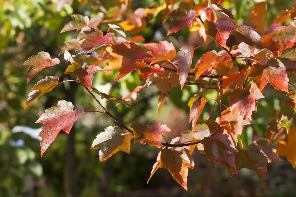 Rode Esdoorn (Acer Rubrum) 3 Rode Esdoorn (Acer Rubrum) - Afbeelding 3