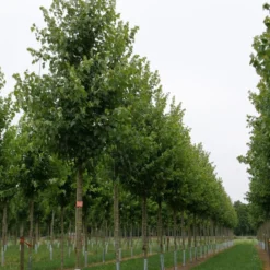 Grote Esdoorn (Acer Rubrum 'Red Sunset') -Groen Ziel Verkoop acer rubrum red sunset 18 20