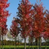 Grote Esdoorn (Acer Rubrum 'Red Sunset')