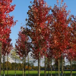Grote Esdoorn (Acer Rubrum 'Red Sunset')