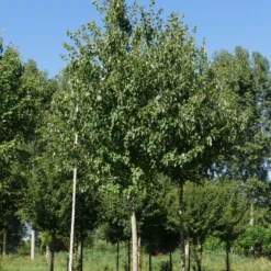 Grote Esdoorn (Acer Rubrum 'Red Sunset') -Groen Ziel Verkoop acer rubrum red sunset 30 35