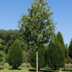 Grote Esdoorn (Acer Rubrum 'Red Sunset') -Groen Ziel Verkoop acer rubrum red sunset 35 40