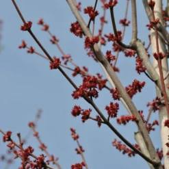 Grote Esdoorn (Acer Rubrum 'Red Sunset') -Groen Ziel Verkoop acer rubrum red sunset bloemen