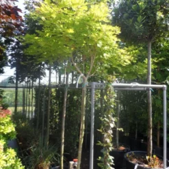 Japanse Esdoorn (Acer Shirasawanum 'Aureum') 16 Japanse Esdoorn (Acer Shirasawanum 'Aureum') -Groen Ziel Verkoop acer shirasawanum aureum 120stam c50