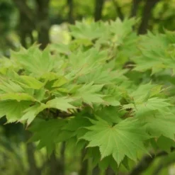 Japanse Esdoorn (Acer Shirasawanum 'Aureum') 13 Japanse Esdoorn (Acer Shirasawanum 'Aureum') -Groen Ziel Verkoop acer shirasawanum aureum 1