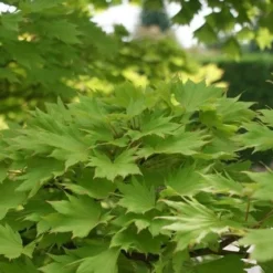 Japanse Esdoorn (Acer Shirasawanum 'Aureum') 12 Japanse Esdoorn (Acer Shirasawanum 'Aureum') -Groen Ziel Verkoop acer shirasawanum aureum 2