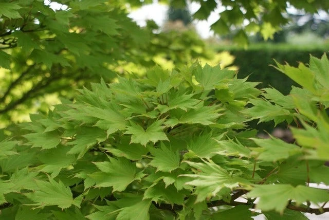 Japanse Esdoorn (Acer Shirasawanum 'Aureum') 3 Japanse Esdoorn (Acer Shirasawanum 'Aureum') - Afbeelding 3