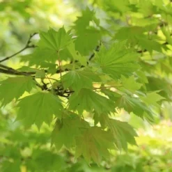Japanse Esdoorn (Acer Shirasawanum 'Aureum') 14 Japanse Esdoorn (Acer Shirasawanum 'Aureum') -Groen Ziel Verkoop acer shirasawanum aureum 4