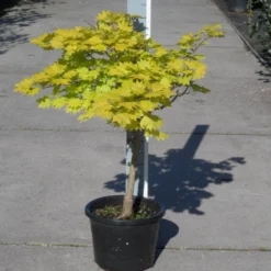 Japanse Esdoorn (Acer Shirasawanum 'Aureum') 19 Japanse Esdoorn (Acer Shirasawanum 'Aureum') -Groen Ziel Verkoop acer shirasawanum aureum c12