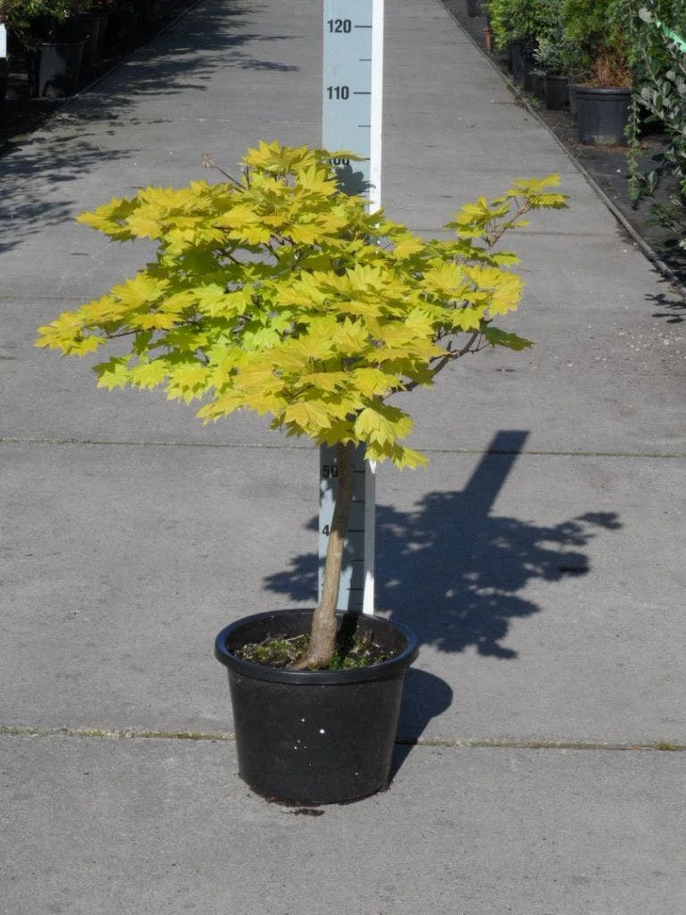 Japanse Esdoorn (Acer Shirasawanum 'Aureum') 10 Japanse Esdoorn (Acer Shirasawanum 'Aureum') - Afbeelding 10