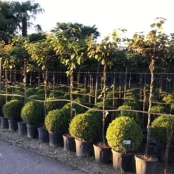 Kiwiplant Als Dakboom (Actinidia Chinensis) -Groen Ziel Verkoop actinidia chinensis deliciosa dak