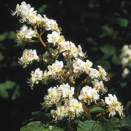 Witte Paardenkastanje (Aesculus Hippocastanum) 1 Witte Paardenkastanje (Aesculus Hippocastanum)