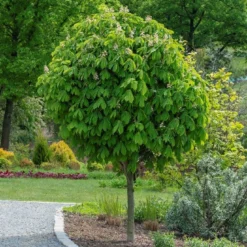 Bolkastanje (Aesculus Hippocastanum 'Umbraculifera')
