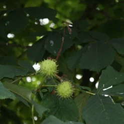 Witte Paardenkastanje (Aesculus Hippocastanum) 6 Witte Paardenkastanje (Aesculus Hippocastanum) -Groen Ziel Verkoop aesculus hippocastanum 1 1