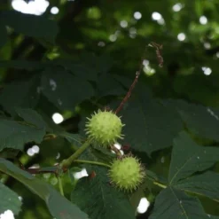 Paardenkastanje (Aesculus Hippocastanum 'Baumannii') 6 Paardenkastanje (Aesculus Hippocastanum 'Baumannii') -Groen Ziel Verkoop aesculus hippocastanum 2