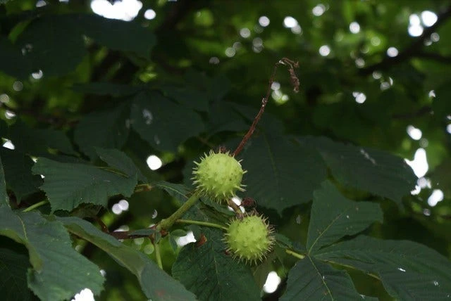 Paardenkastanje (Aesculus Hippocastanum 'Baumannii') 3 Paardenkastanje (Aesculus Hippocastanum 'Baumannii') - Afbeelding 3