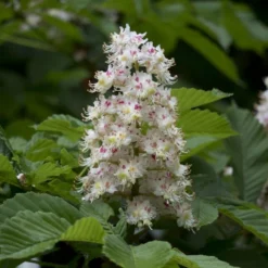 Witte Paardenkastanje (Aesculus Hippocastanum) 7 Witte Paardenkastanje (Aesculus Hippocastanum) -Groen Ziel Verkoop aesculus hippocastanum hippocastanum 01