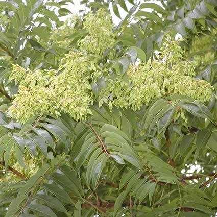 Hemelboom (Ailanthus Altissima) 2 Hemelboom (Ailanthus Altissima) - Afbeelding 2