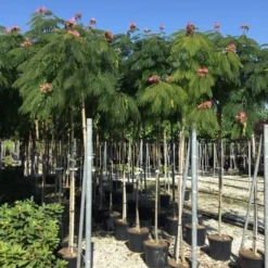 Perzische Slaapboom Op Stam (Albizia Julibrissin 'Ombrella' ) -Groen Ziel Verkoop albizia jul. ombrella 10 12