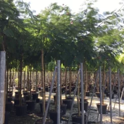 Perzische Slaapboom Op Stam (Albizia Julibrissin 'Ombrella' ) -Groen Ziel Verkoop albizia jul. ombrella 14 16