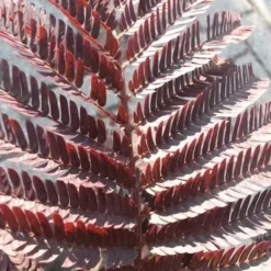 Perzische Slaapboom Als Boom (Albizia Julibrissin 'Summer Chocolate') 16 Perzische Slaapboom Als Boom (Albizia Julibrissin 'Summer Chocolate') -Groen Ziel Verkoop albizia jul. summer chocolate 3 1