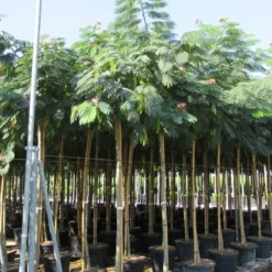 Perzische Slaapboom Op Stam (Albizia Julibrissin 'Ombrella' ) -Groen Ziel Verkoop albizia julibrissin ombrella 10 12