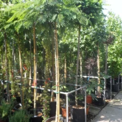 Perzische Slaapboom Op Stam (Albizia Julibrissin 'Ombrella' ) -Groen Ziel Verkoop albizia julibrissin ombrella 10 12ho cont