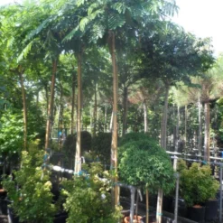 Perzische Slaapboom Op Stam (Albizia Julibrissin 'Ombrella' ) -Groen Ziel Verkoop albizia julibrissin ombrella 12 14ho cont