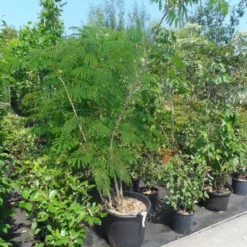 Perzische Slaapboom Op Stam (Albizia Julibrissin 'Ombrella' ) -Groen Ziel Verkoop albizia julibrissin ombrella 150 200 250 c50 70