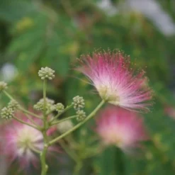 Perzische Slaapboom (Albizia Julibrissin 'Ombrella') 14 Perzische Slaapboom (Albizia Julibrissin 'Ombrella') -Groen Ziel Verkoop albizia julibrissin ombrella 1