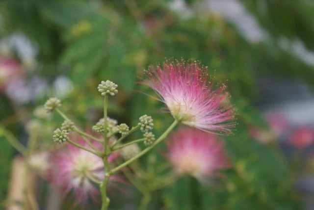 Perzische Slaapboom (Albizia Julibrissin 'Ombrella') 3 Perzische Slaapboom (Albizia Julibrissin 'Ombrella') - Afbeelding 3