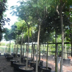 Perzische Slaapboom Op Stam (Albizia Julibrissin 'Ombrella' ) -Groen Ziel Verkoop albizia julibrissin ombrella 20 25ho c285