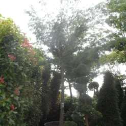 Perzische Slaapboom Op Stam (Albizia Julibrissin 'Ombrella' ) -Groen Ziel Verkoop albizia julibrissin ombrella 40 45ho c1000