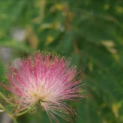 Perzische Slaapboom (Albizia Julibrissin 'Ombrella') 15 Perzische Slaapboom (Albizia Julibrissin 'Ombrella') -Groen Ziel Verkoop albizia julibrissin ombrella 7
