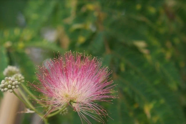 Perzische Slaapboom (Albizia Julibrissin 'Ombrella') 4 Perzische Slaapboom (Albizia Julibrissin 'Ombrella') - Afbeelding 4