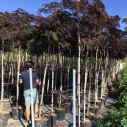Perzische Slaapboom Als Boom (Albizia Julibrissin 'Summer Chocolate') 15 Perzische Slaapboom Als Boom (Albizia Julibrissin 'Summer Chocolate') -Groen Ziel Verkoop albizia julibrissin summer chocolate r 8 10 1