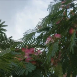 Perzische Slaapboom (Albizia Julibrissin 'Ombrella') 17 Perzische Slaapboom (Albizia Julibrissin 'Ombrella') -Groen Ziel Verkoop albizia ombrella 10