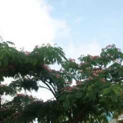 Perzische Slaapboom (Albizia Julibrissin 'Ombrella') 16 Perzische Slaapboom (Albizia Julibrissin 'Ombrella') -Groen Ziel Verkoop albizia ombrella 13