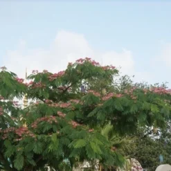 Perzische Slaapboom (Albizia Julibrissin 'Ombrella') 19 Perzische Slaapboom (Albizia Julibrissin 'Ombrella') -Groen Ziel Verkoop albizia ombrella 7