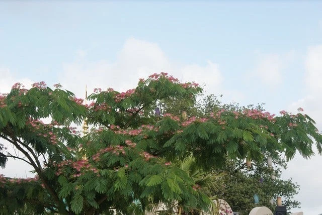 Perzische Slaapboom (Albizia Julibrissin 'Ombrella') 8 Perzische Slaapboom (Albizia Julibrissin 'Ombrella') - Afbeelding 8