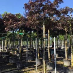 Perzische Slaapboom Als Boom (Albizia Julibrissin 'Summer Chocolate') 18 Perzische Slaapboom Als Boom (Albizia Julibrissin 'Summer Chocolate') -Groen Ziel Verkoop albizia sumer chocolate 14 16 1