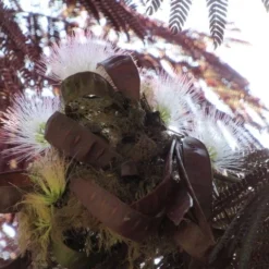 Perzische Slaapboom Als Boom (Albizia Julibrissin 'Summer Chocolate') 24 Perzische Slaapboom Als Boom (Albizia Julibrissin 'Summer Chocolate') -Groen Ziel Verkoop albizia summer chocolate 1