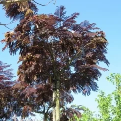 Perzische Slaapboom Als Boom (Albizia Julibrissin 'Summer Chocolate') 19 Perzische Slaapboom Als Boom (Albizia Julibrissin 'Summer Chocolate') -Groen Ziel Verkoop albizia summer chocolate 2 1