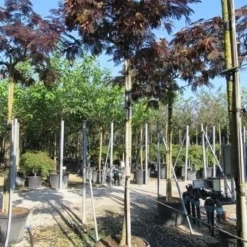 Perzische Slaapboom Als Boom (Albizia Julibrissin 'Summer Chocolate') 20 Perzische Slaapboom Als Boom (Albizia Julibrissin 'Summer Chocolate') -Groen Ziel Verkoop albizia summer chocolate 3 1