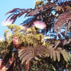 Perzische Slaapboom Als Boom (Albizia Julibrissin 'Summer Chocolate') 21 Perzische Slaapboom Als Boom (Albizia Julibrissin 'Summer Chocolate') -Groen Ziel Verkoop albizia summer chocolate 4 1
