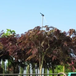 Perzische Slaapboom Als Boom (Albizia Julibrissin 'Summer Chocolate') 22 Perzische Slaapboom Als Boom (Albizia Julibrissin 'Summer Chocolate') -Groen Ziel Verkoop albizia summer chocolate 5 1