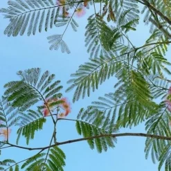 Perzische Slaapboom (Albizia Julibrissin 'Ombrella')