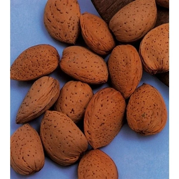 Amandelboom (Prunus Dulcis) 5 Amandelboom (Prunus Dulcis) - Afbeelding 5