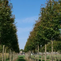 Krentenboom (Amelanchier Arborea 'Robin Hill') 10 Krentenboom (Amelanchier Arborea 'Robin Hill') -Groen Ziel Verkoop amelanchier arborea robin hill 20 25 30 oc 2 1